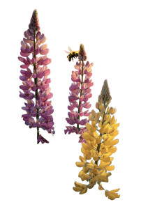 Bee Pollinating Lupin Vinyl Car Decal Sticker – Waterproof & UV-Resistant 4.373333333333333" Bee Pollinating Lupin Vinyl Car Decal Sticker – Waterproof & UV-Resistant 4.373333333333333"