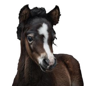 Newborn Foal Vinyl Car Decal Sticker – Waterproof & UV-Resistant 3.4133333333333336" Newborn Foal Vinyl Car Decal Sticker – Waterproof & UV-Resistant 3.4133333333333336"