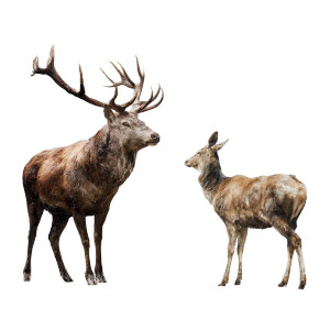 Stag And Deer Vinyl Car Decal Sticker – Waterproof & UV-Resistant 3.4133333333333336" Stag And Deer Vinyl Car Decal Sticker – Waterproof & UV-Resistant 3.4133333333333336"