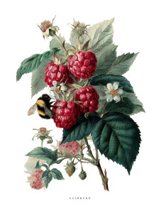 Vintage Raspberry Illustration Vinyl Car Decal Sticker – Waterproof & UV-Resistant 4.213333333333333"