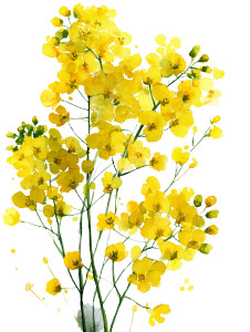 Yellow Wild Flowers V2 Vinyl Car Decal Sticker – Waterproof & UV-Resistant 8.213333333333333" Yellow Wild Flowers V2 Vinyl Car Decal Sticker – Waterproof & UV-Resistant 8.213333333333333"