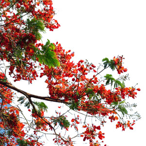 Red Flowered Tree V2 Vinyl Car Decal Sticker – Waterproof & UV-Resistant 6.826666666666667"