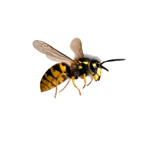 Flying Wasp Vinyl Car Decal Sticker – Waterproof & UV-Resistant 3.4133333333333336"