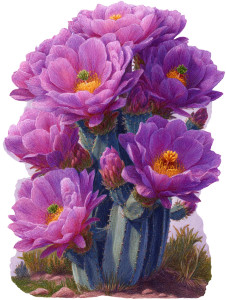 Flowering Cactus Illustration Vinyl Car Decal Sticker – Waterproof & UV-Resistant 4.1066666666666665" Flowering Cactus Illustration Vinyl Car Decal Sticker – Waterproof & UV-Resistant 4.1066666666666665"