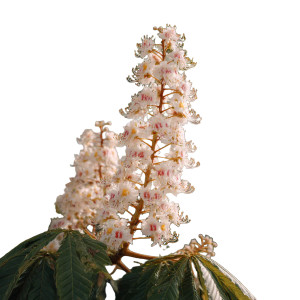 White Chestnut Flowers Vinyl Car Decal Sticker – Waterproof & UV-Resistant 6.826666666666667" White Chestnut Flowers Vinyl Car Decal Sticker – Waterproof & UV-Resistant 6.826666666666667"
