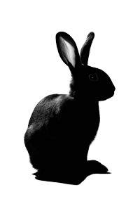 Silhouette Rabbit Vinyl Car Decal Sticker – Waterproof & UV-Resistant 4.4 Silhouette Rabbit Vinyl Car Decal Sticker – Waterproof & UV-Resistant 4.4