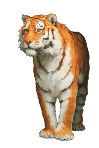 Tiger Portrait V9 Vinyl Car Decal Sticker – Waterproof & UV-Resistant 8.96" Tiger Portrait V9 Vinyl Car Decal Sticker – Waterproof & UV-Resistant 8.96"