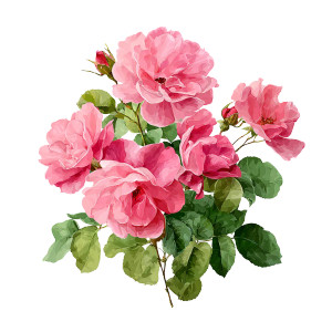 Pink Roses V2 Vinyl Car Decal Sticker – Waterproof & UV-Resistant 6.826666666666667"