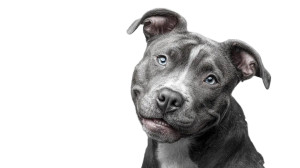 Smiling Pitbull Vinyl Car Decal Sticker – Waterproof & UV-Resistant 5.4 Smiling Pitbull Vinyl Car Decal Sticker – Waterproof & UV-Resistant 5.4