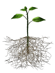 Vibrant Green Plant V2 Vinyl Car Decal Sticker – Waterproof & UV-Resistant 8.213333333333333"