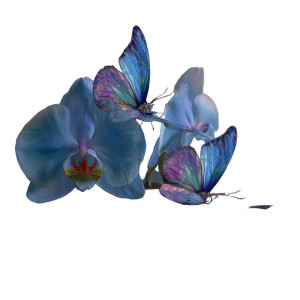 Blue Orchid Fantasy Vinyl Car Decal Sticker – Waterproof & UV-Resistant 6.826666666666667"