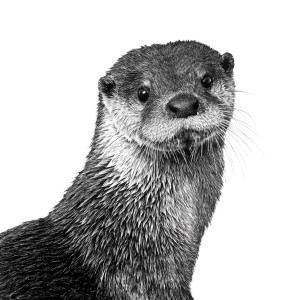 Otter Drawing Vinyl Car Decal Sticker – Waterproof & UV-Resistant 6.826666666666667" Otter Drawing Vinyl Car Decal Sticker – Waterproof & UV-Resistant 6.826666666666667"