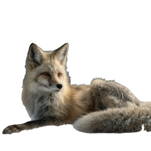 Fox On Snowbank Vinyl Car Decal Sticker – Waterproof & UV-Resistant 6.826666666666667"