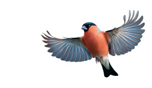 Flying Bullfinch V2 Vinyl Car Decal Sticker – Waterproof & UV-Resistant 5.546666666666667" Flying Bullfinch V2 Vinyl Car Decal Sticker – Waterproof & UV-Resistant 5.546666666666667"