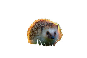 Hedgehog In Garden Vinyl Car Decal Sticker – Waterproof & UV-Resistant 5.97333333333333 Hedgehog In Garden Vinyl Car Decal Sticker – Waterproof & UV-Resistant 5.97333333333333