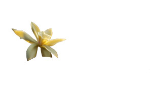 Vanilla Orchid Bloom Vinyl Car Decal Sticker – Waterproof & UV-Resistant 5.4 Vanilla Orchid Bloom Vinyl Car Decal Sticker – Waterproof & UV-Resistant 5.4