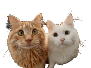 Cats Taking Selfie V10 Vinyl Car Decal Sticker – Waterproof & UV-Resistant 6.1866666666666665"