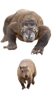 Komodo Dragon Chase Vinyl Car Decal Sticker – Waterproof & UV-Resistant 9.706666666666667"