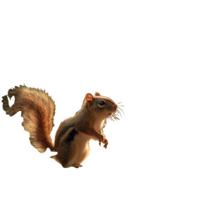 Curious Squirrel And Rose Vinyl Car Decal Sticker – Waterproof & UV-Resistant 3.4133333333333336" Curious Squirrel And Rose Vinyl Car Decal Sticker – Waterproof & UV-Resistant 3.4133333333333336"