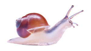 Translucent Snail Vinyl Car Decal Sticker – Waterproof & UV-Resistant 5.4