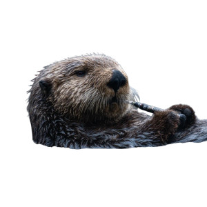 Vaping Otter Vinyl Car Decal Sticker – Waterproof & UV-Resistant 3.4133333333333336" Vaping Otter Vinyl Car Decal Sticker – Waterproof & UV-Resistant 3.4133333333333336"