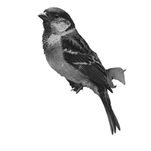 Bird V3 Vinyl Car Decal Sticker – Waterproof & UV-Resistant 3.4133333333333336" Bird V3 Vinyl Car Decal Sticker – Waterproof & UV-Resistant 3.4133333333333336"