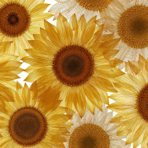 Detailed Sunflowers Vinyl Car Decal Sticker – Waterproof & UV-Resistant 6.826666666666667" Detailed Sunflowers Vinyl Car Decal Sticker – Waterproof & UV-Resistant 6.826666666666667"