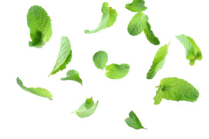 Mint Leaves Falling Vinyl Car Decal Sticker – Waterproof & UV-Resistant 5.97333333333333