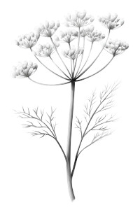 Sketch Of Fennel Vinyl Car Decal Sticker – Waterproof & UV-Resistant 4.4 Sketch Of Fennel Vinyl Car Decal Sticker – Waterproof & UV-Resistant 4.4