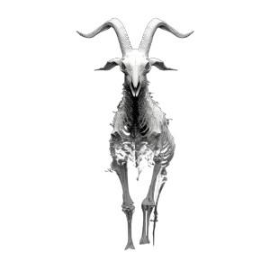 Evil Goat Skeleton Vinyl Car Decal Sticker – Waterproof & UV-Resistant 3.4133333333333336" Evil Goat Skeleton Vinyl Car Decal Sticker – Waterproof & UV-Resistant 3.4133333333333336"