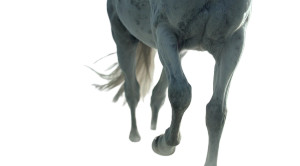 Running White Horse V4 Vinyl Car Decal Sticker – Waterproof & UV-Resistant 2.72" Running White Horse V4 Vinyl Car Decal Sticker – Waterproof & UV-Resistant 2.72"