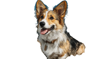 Corgi On Grass Vinyl Car Decal Sticker – Waterproof & UV-Resistant 2.986666666666667" Corgi On Grass Vinyl Car Decal Sticker – Waterproof & UV-Resistant 2.986666666666667"