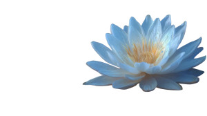 White Lotus Flower V2 Vinyl Car Decal Sticker – Waterproof & UV-Resistant 2.72"