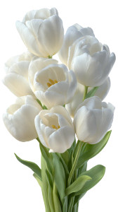 White Tulip Bouquet V2 Vinyl Car Decal Sticker – Waterproof & UV-Resistant 9.706666666666667"