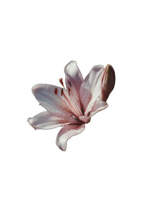 Japanese Lily Flower Vinyl Car Decal Sticker – Waterproof & UV-Resistant 8.96"