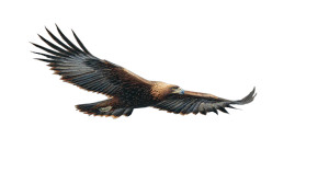 Wedge-Tailed Eagle Vinyl Car Decal Sticker – Waterproof & UV-Resistant 2.72"