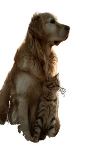 Baby Cat & Retriever Vinyl Car Decal Sticker – Waterproof & UV-Resistant 9.706666666666667"