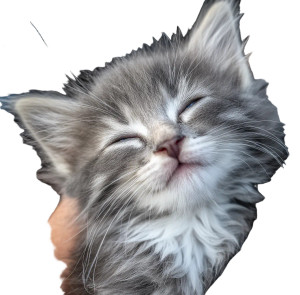 Adorable Kitten V4 Vinyl Car Decal Sticker – Waterproof & UV-Resistant 3.4133333333333336" Adorable Kitten V4 Vinyl Car Decal Sticker – Waterproof & UV-Resistant 3.4133333333333336"