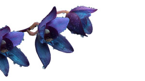 Gemstone Orchid Buds Vinyl Car Decal Sticker – Waterproof & UV-Resistant 2.72"