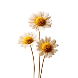 Chamomile Flowers V2 Vinyl Car Decal Sticker – Waterproof & UV-Resistant 6.826666666666667"