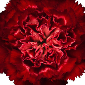 Red Carnation Center Vinyl Car Decal Sticker – Waterproof & UV-Resistant 6.826666666666667" Red Carnation Center Vinyl Car Decal Sticker – Waterproof & UV-Resistant 6.826666666666667"