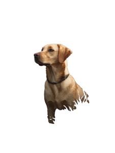 Labrador In Nature Vinyl Car Decal Sticker – Waterproof & UV-Resistant 4.1066666666666665" Labrador In Nature Vinyl Car Decal Sticker – Waterproof & UV-Resistant 4.1066666666666665"