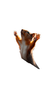 Standing Squirrel Vinyl Car Decal Sticker – Waterproof & UV-Resistant 4.746666666666667"