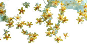 Floating Yellow Flowers Vinyl Car Decal Sticker – Waterproof & UV-Resistant 5.4