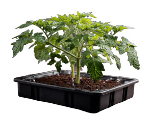 Thriving Tomato Plant Vinyl Car Decal Sticker – Waterproof & UV-Resistant 6.1866666666666665"