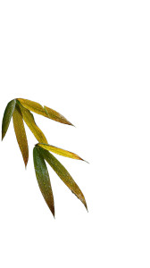 Autumn Bamboo Leaf Vinyl Car Decal Sticker – Waterproof & UV-Resistant 4.8533333333333335"