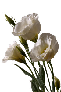White Lisianthus Flowers Vinyl Car Decal Sticker – Waterproof & UV-Resistant 8.96"