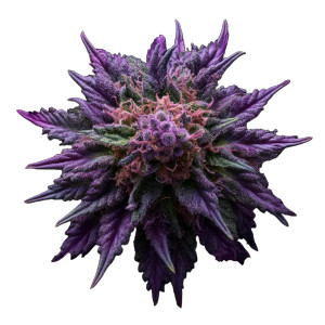 Purple Haze Flower Vinyl Car Decal Sticker – Waterproof & UV-Resistant 6.826666666666667" Purple Haze Flower Vinyl Car Decal Sticker – Waterproof & UV-Resistant 6.826666666666667"