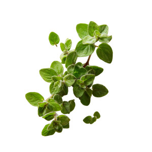 Top View Oregano Vinyl Car Decal Sticker – Waterproof & UV-Resistant 3.4133333333333336"