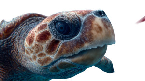 Loggerhead Turtle Close-Up Vinyl Car Decal Sticker – Waterproof & UV-Resistant 5.4